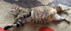 猫　寝る　画像