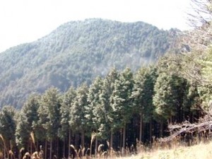 花粉症　スギ林